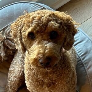 Meet your Posher, Brantley